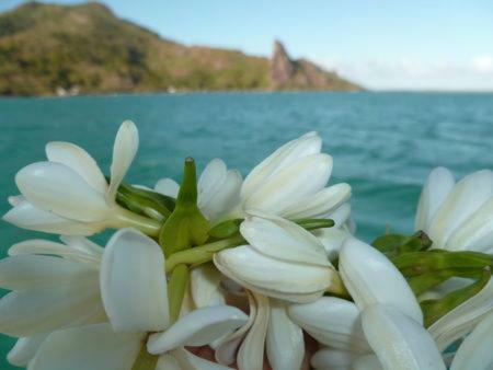 Paradise Island Moorea