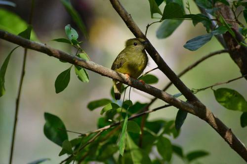 Lodge Howler Monkey Resort