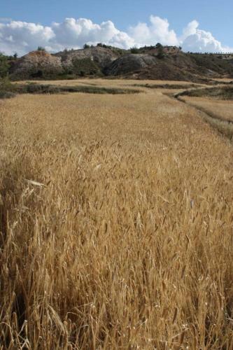 Traditional House 20km From Nicosia