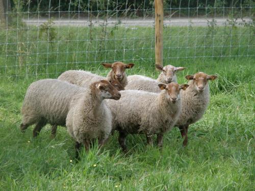 Agroturismo Hoeve De Hagepoorter