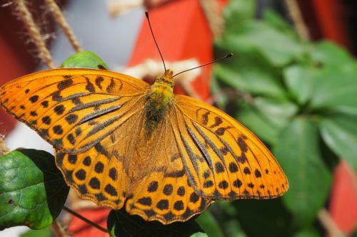Agroturismo Leesi Puhkemaja