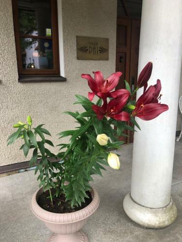 Bed & Breakfast Paivilla Boutique Hotel