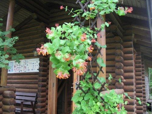 Neti Holiday House