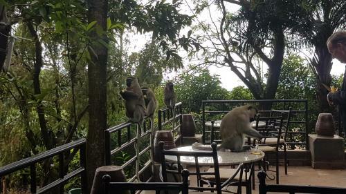 Hotel Kampala Forest Resort