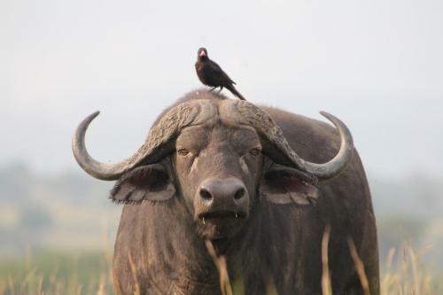 Lake Albert Safari Lodge