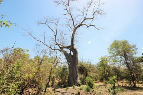 Africa Safari Selous