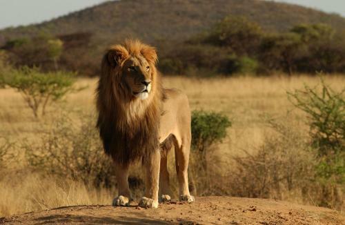Africa Safari Selous