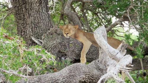 Africa Safari Selous