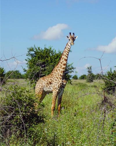 Bed & Breakfast Mabata Makali Luxury Tented Camp