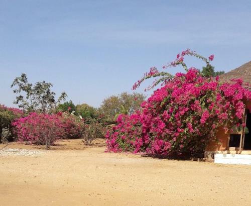 Baobab Lodge