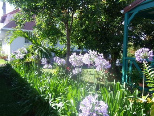 Les Agapanthes