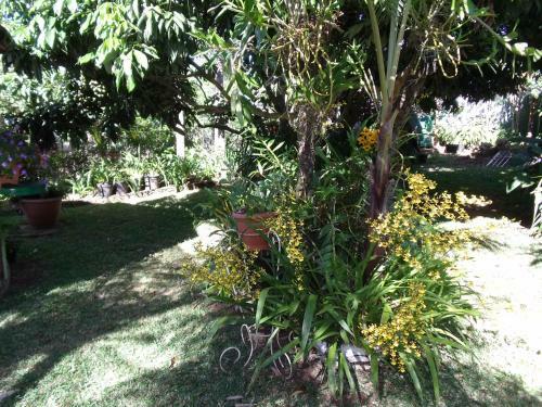 Les Agapanthes