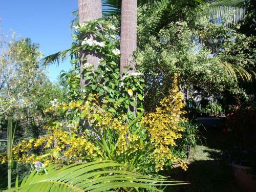 Les Agapanthes