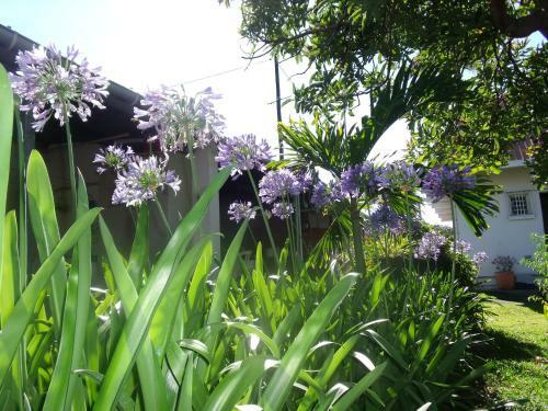 Les Agapanthes