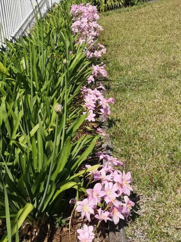 Les Agapanthes