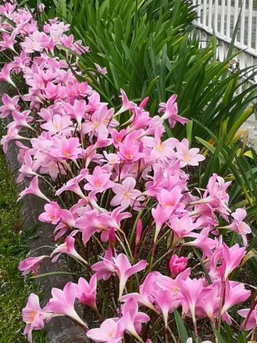 Les Agapanthes