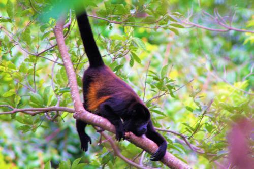 Boca Chica Bay Eco Lodge