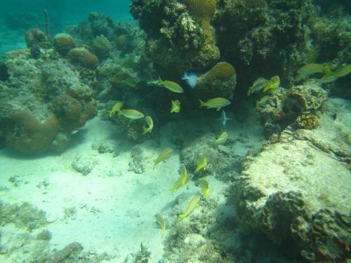 Lodge Caba�as Narasgandup (naranjo Chico)