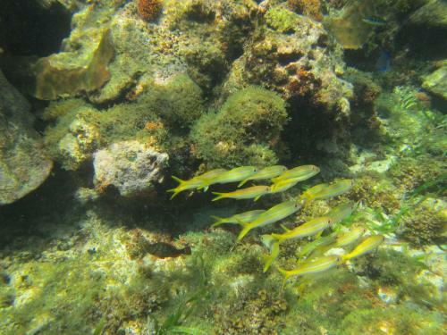 Lodge Caba�as Narasgandup (naranjo Chico)