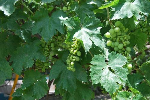 Lodge Grapes Garden