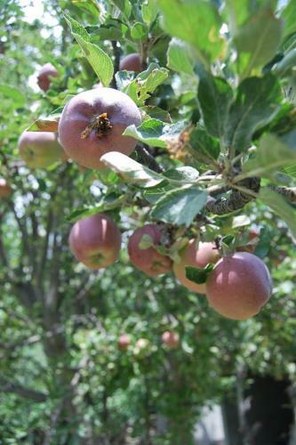 Lodge Grapes Garden