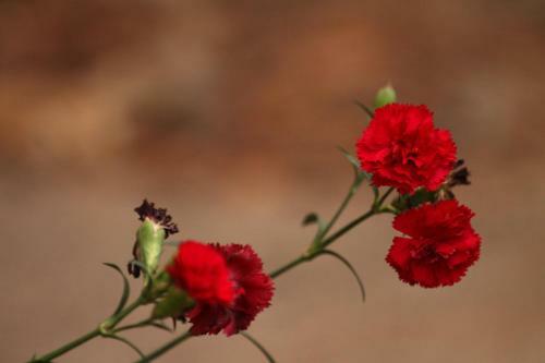 Hotel Boutique Marduk Gardens