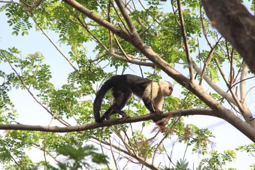 San Simian Lodge