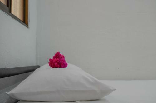 Casa Oro Eco Hostel