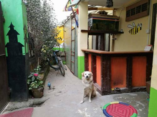 Albergue The Nepali Hive