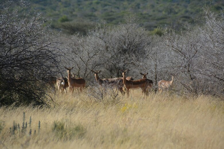 Hotel Gabus Game Ranch