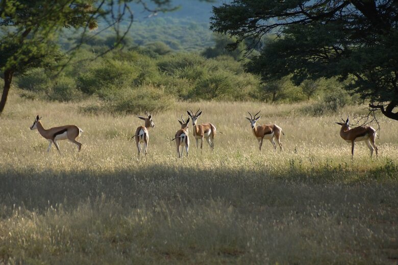 Hotel Gabus Game Ranch