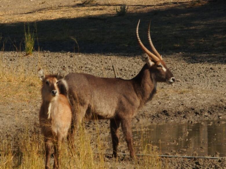 Hotel Gabus Game Ranch