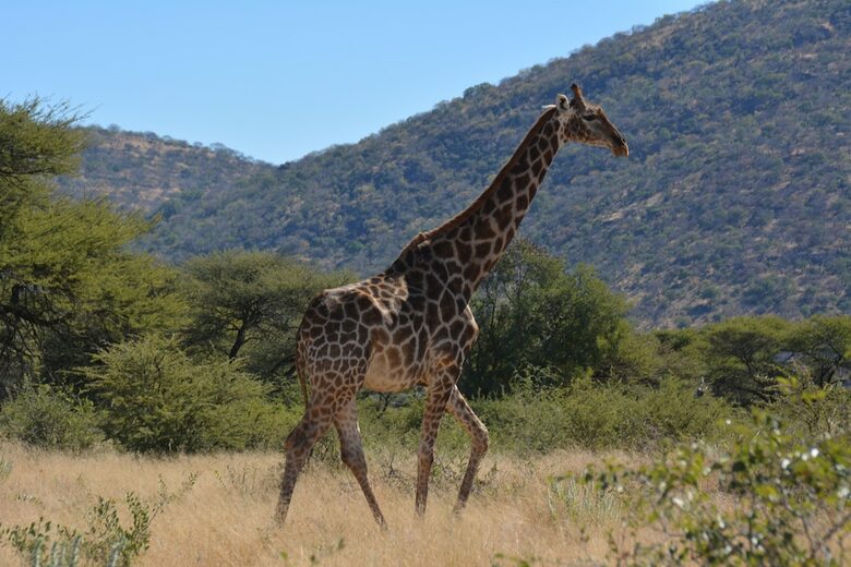 Hotel Gabus Game Ranch