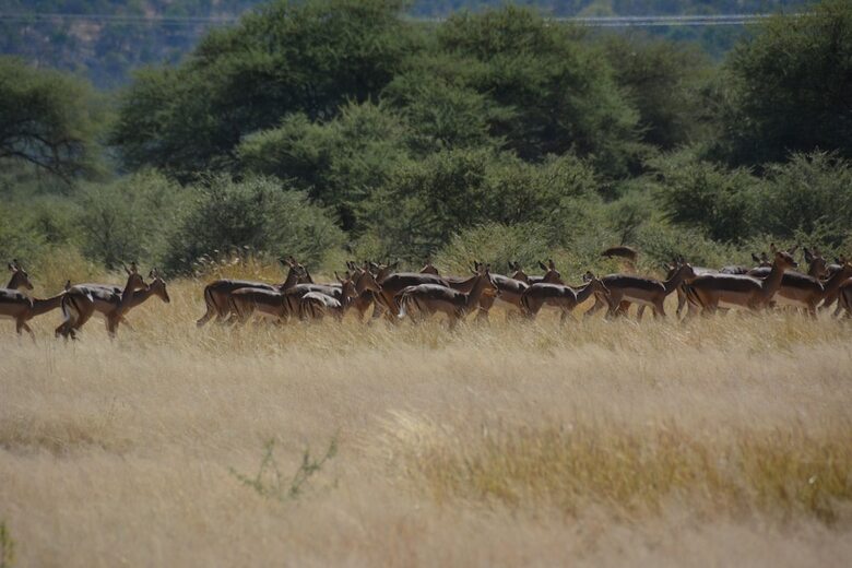 Hotel Gabus Game Ranch