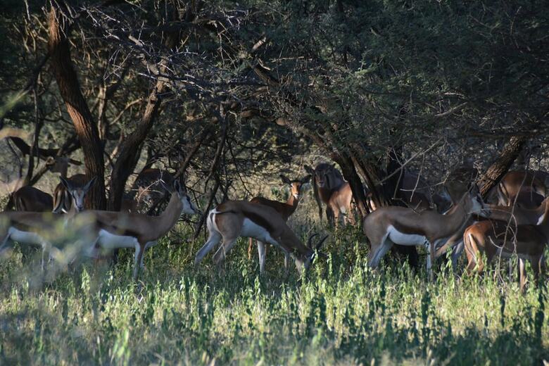 Hotel Gabus Game Ranch