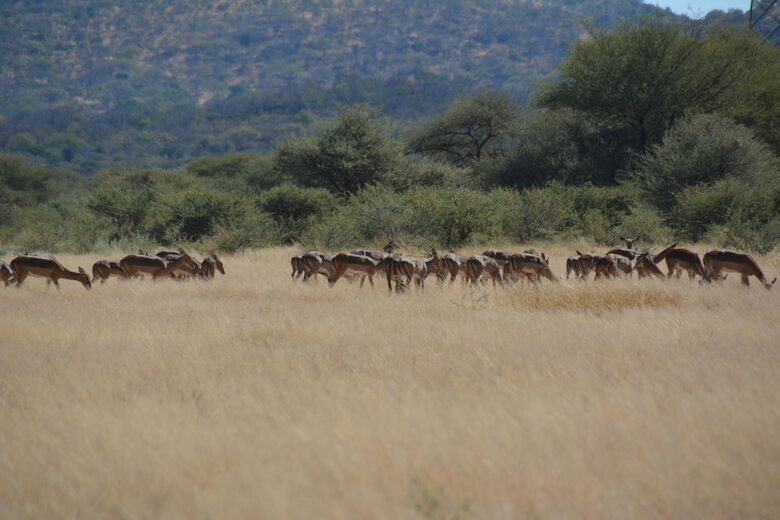 Hotel Gabus Game Ranch