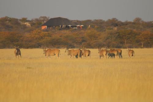 Uukwaluudhi Safari Lodge