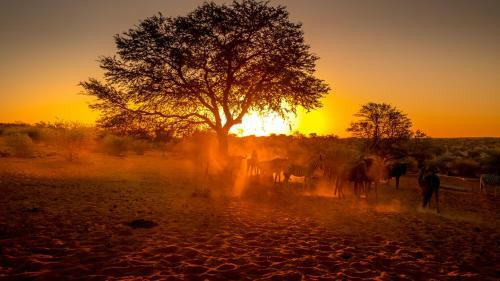 Lodge Bagatelle Kalahari Game Ranch