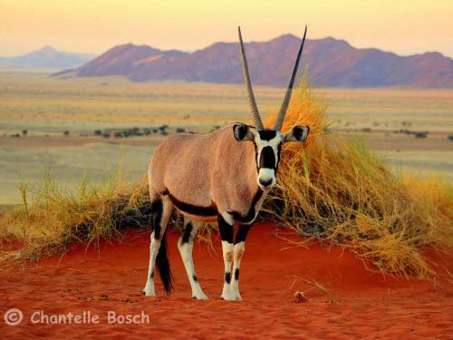 Gondwana Namib Desert Lodge
