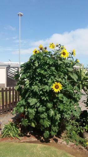 Bed & Breakfast Sunflower Self-catering
