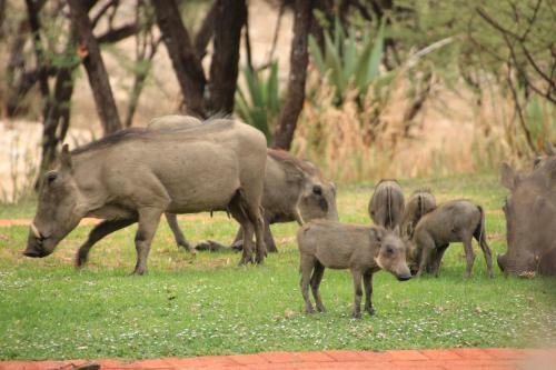 Windhoek Self-catering Game Camp