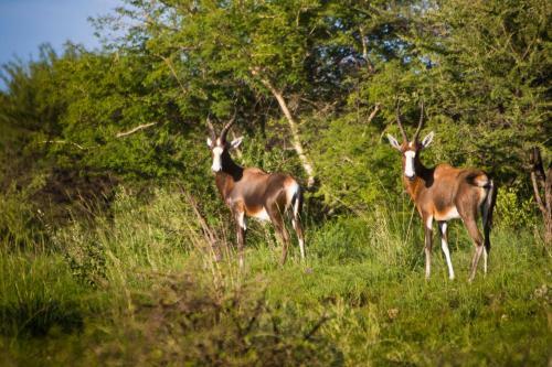 Windhoek Self-catering Game Camp