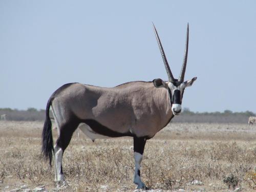 Onduri Lodge