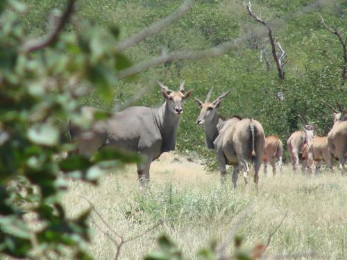 Onduri Lodge