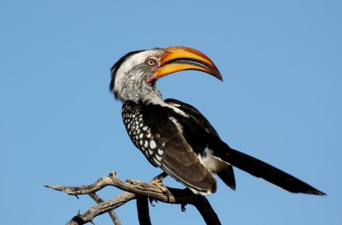 Lodge Waterberg Wilderness