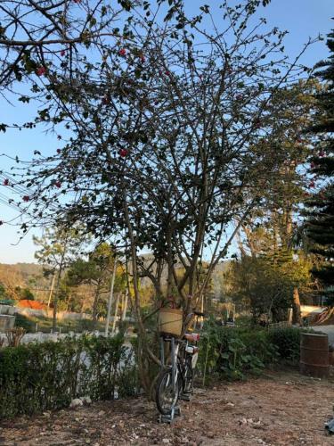 Posada Pine View Inn