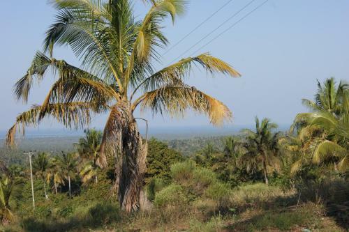 Pura Vida Lodge