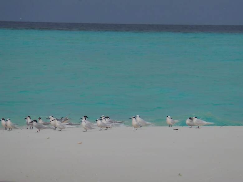 Hostal Rasdhoo View Inn