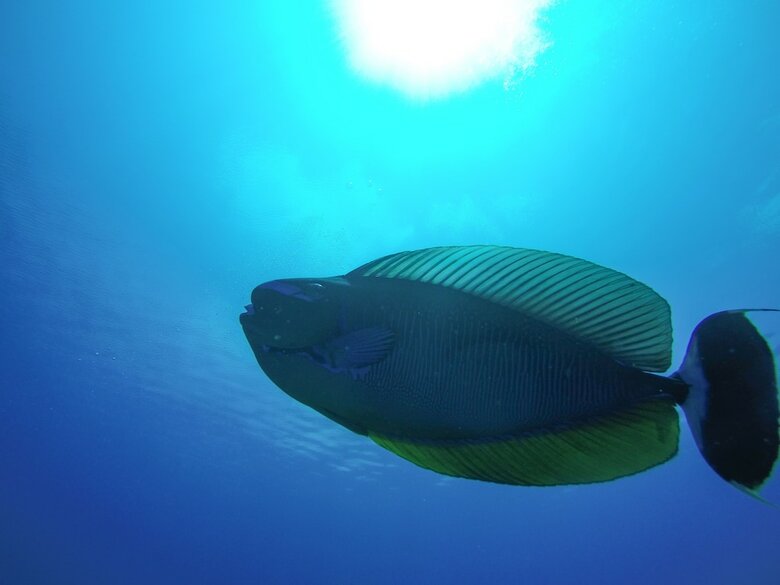 Hostal Rasdhoo Dive Lodge