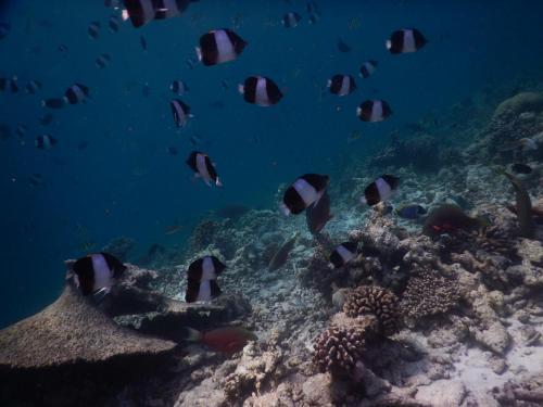 Hostal Rasdhoo Coralville